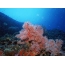 Pink koraly