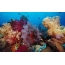 الشعاب المرجانية الملونة