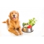 Vegetables in a bowl for dogs