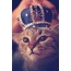 Pisica în coroană