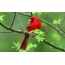 Црвена птица на гранка