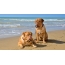 سگ ها در ساحل