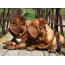 Gambar desktop Bordeaux anjing