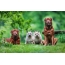 تصاویر روی صفحه نمایش محافظ سگ در طبیعت