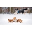 Cachorros na neve