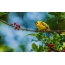 Žlutý pták na větvi