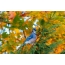 Arbores autumnales avis in ligno