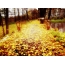 برگ های زرد بر روی زمین