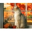 Windowsill वर मांजर