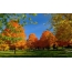 デスクトップ上の秋の木
