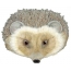 Hedgehog với nấm