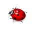 I-Ladybug emhlophe