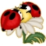 Ladybugs op in blom