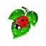 I-Ladybird kwiqabunga elihlaza