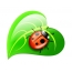 Ladybird egy zöld levél