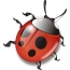 Funny ladybug