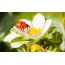 Ladybug, un fiore
