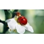 Ladybug Desktop Wallpaper