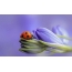 Ladybug na kvete
