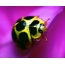 ఎల్లో ladybug