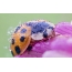 Water drops on a ladybug
