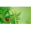 డెస్క్టాప్ ladybug లో స్క్రీన్సేవర్