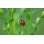 Ladybug op in blom