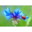 Moviy gul ustida ladybug