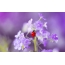 Lilac gullar, ladybug