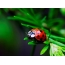Ladybug na zelenoj pozadini