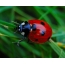 Yashil fon ustida masofadagi ladybugda Screensaver