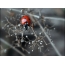 Ladybug na sivoj pozadini