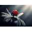 Ladybug on daisy