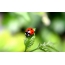 Ladybird дар баргҳои сабз
