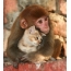 Monkey and cat