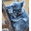 Koala kun bebo