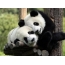 Ama-pandas amabili