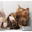 Kočky objímá