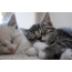 Spící kočky