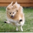 Springender Hund