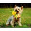 Doggy dengan bunga
