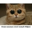 Mačka s veľkými očami