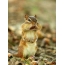 Funny squirrel