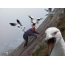 Evil seagulls