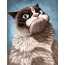 Cat i runga i te avatar
