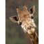 Cool giraffa