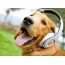 Chó trong tai nghe