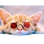 चष्मा असलेले लाल मांजर