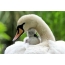 Swan on avatar