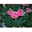 Carnations Garden